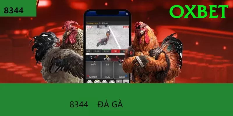 Đá Gà Trực Tiếp - Trải nghiệm tuyệt vời - Chính sách