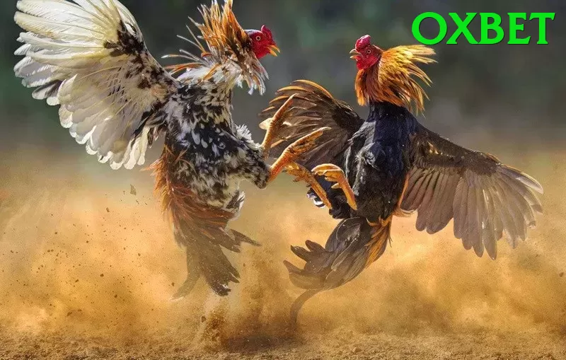 Đá Gà Trực Tiếp - oxbet - Game Web3